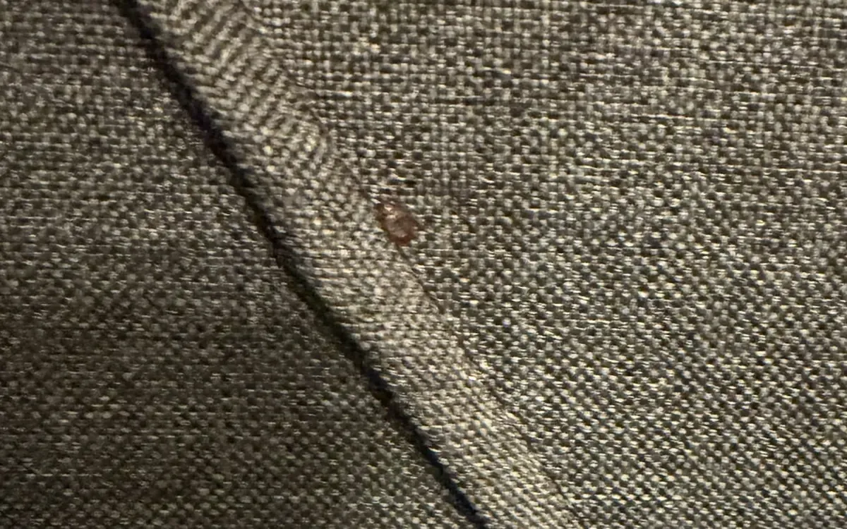Bed bug beside the raised seam of brown woven upholstery