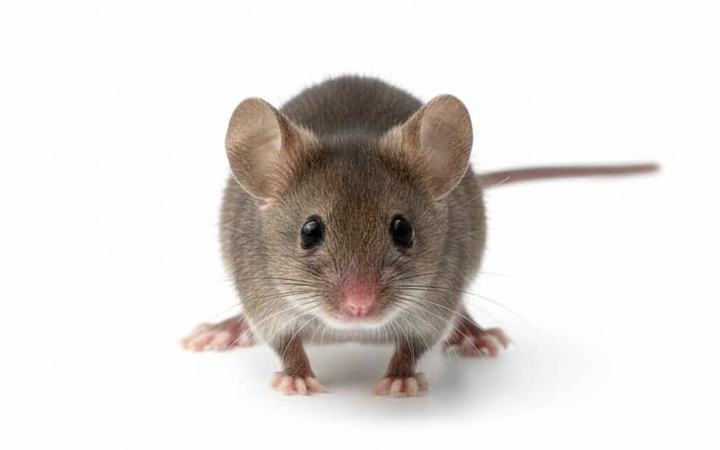 Mouse identification image for a home entry-point inspection guide