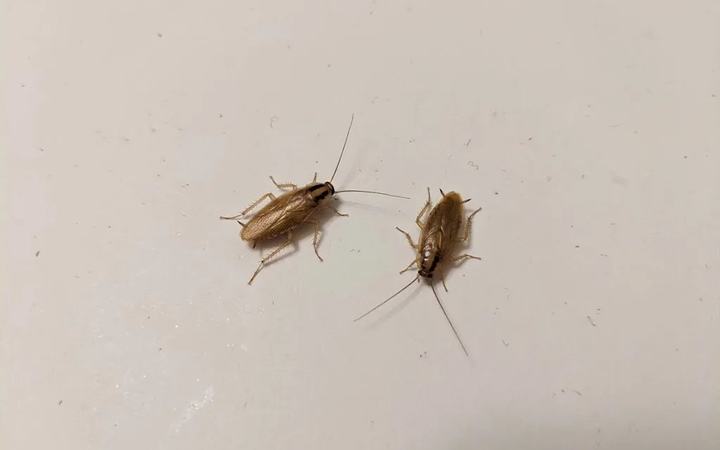 Two adult German cockroaches on a white surface