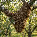 Bee Swarm Removal