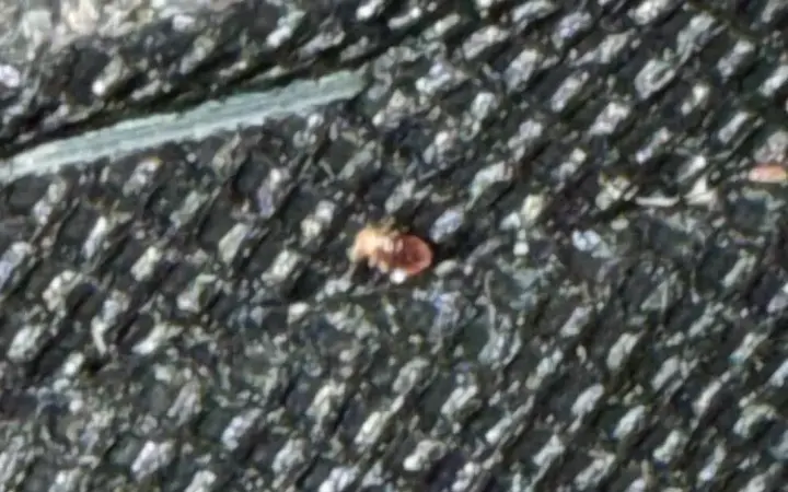 Close-up of a bed bug on dark textured upholstery beside a stitched edge