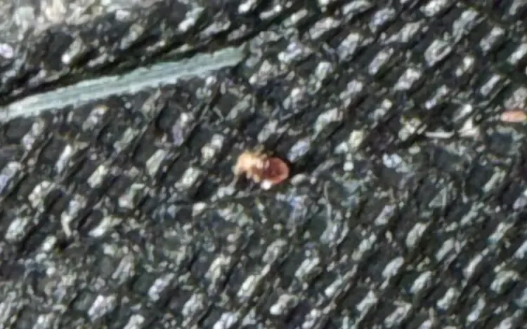Close-up of a bed bug on dark textured upholstery beside a stitched edge