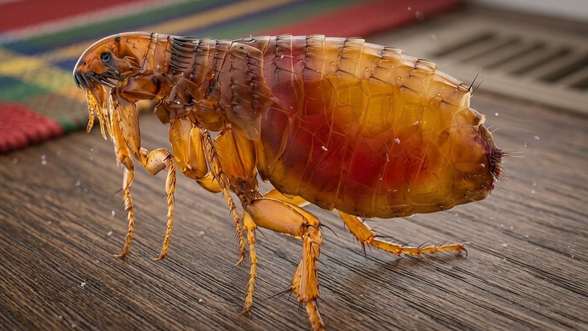 Magnified side view showing the body shape and strong hind legs of a flea