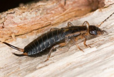 Earwig Control