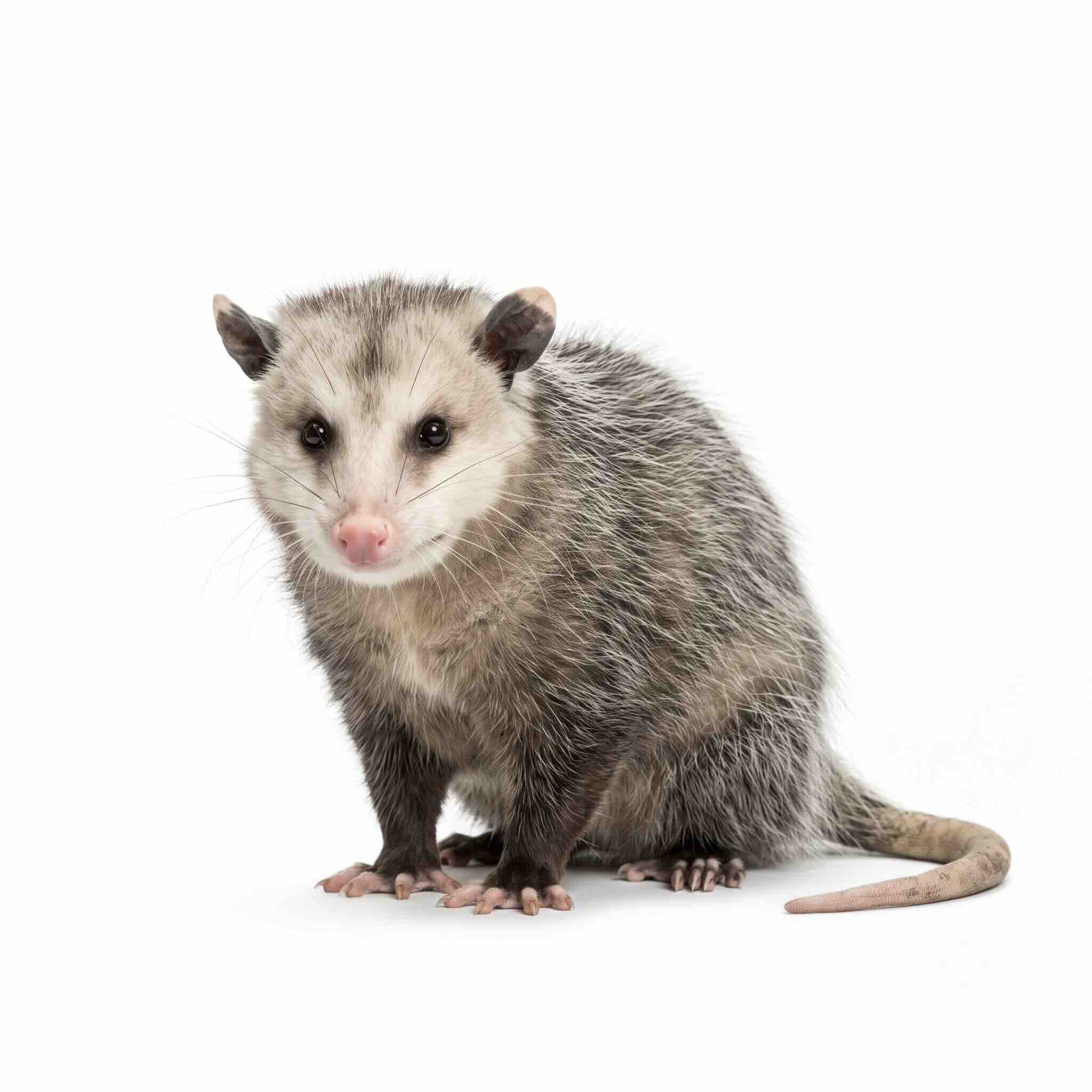 Opossum Removal