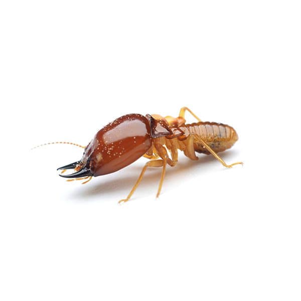 Termite Extermination service by 401 Pest Control in Southwestern Ontario